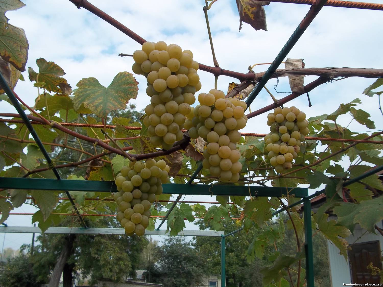 выращивание винограда на арке